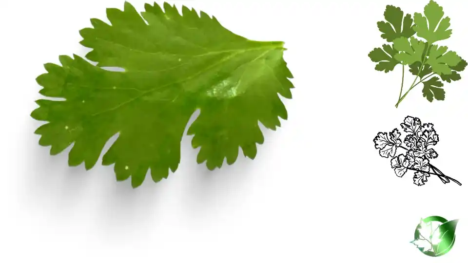 Exporter evaluation for Frozen Coriander should cover specification, packaging, trade documentation, logistics, and complete delivered expense.